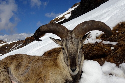 Nepal Himalayan Blue Sheep