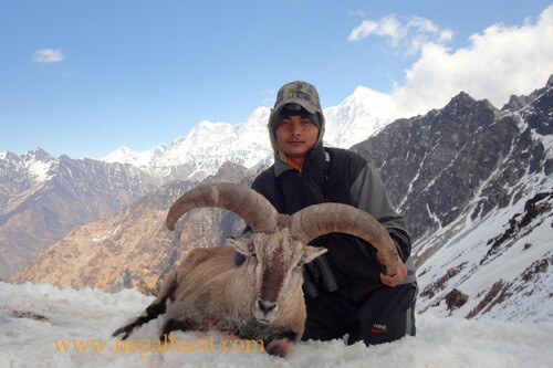 Trophy Hunting in Nepal