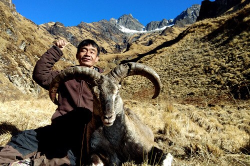 Nepal Blue Sheep (Naur)