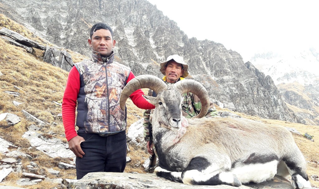 Blue Sheep Hunting in Nepal