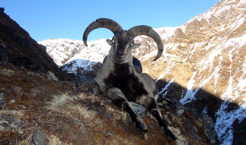 Blue Sheep Hunting in Nepal; Trophy Hunting- 2025/2026 Booking Open