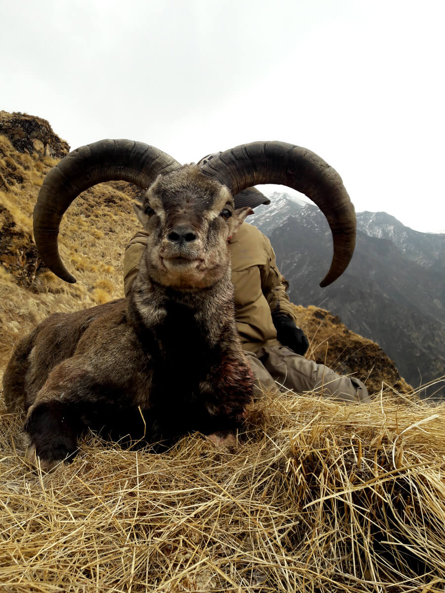 Blue Sheep Hunting in Dhorpatan Hunting Reserve