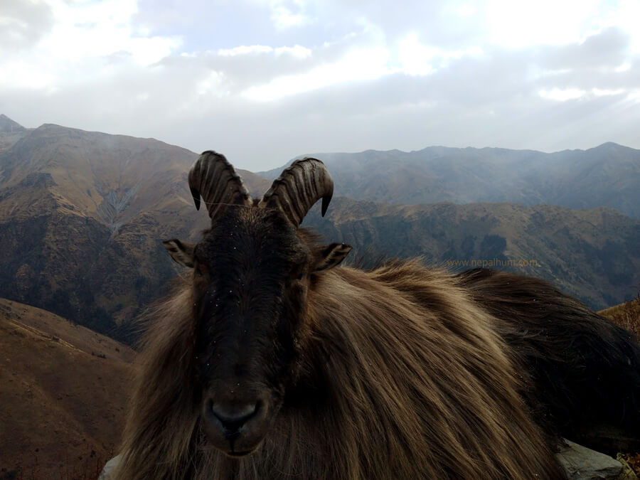 Nepal Himalayan Tahr