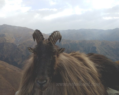 Himalayan Tahr Hunting In Nepal