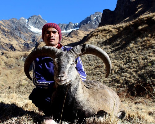 Best Bluesheep Hunt In Autumn