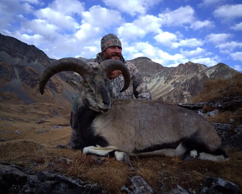Best Bluesheep In Nepal