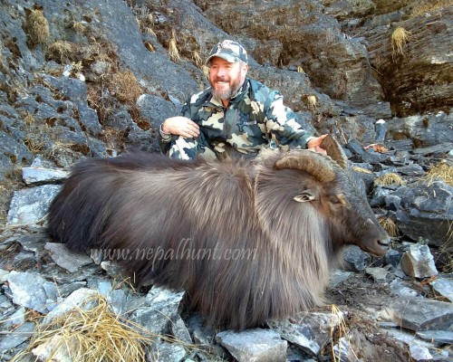 Best Himalayan Tahr In Nepal
