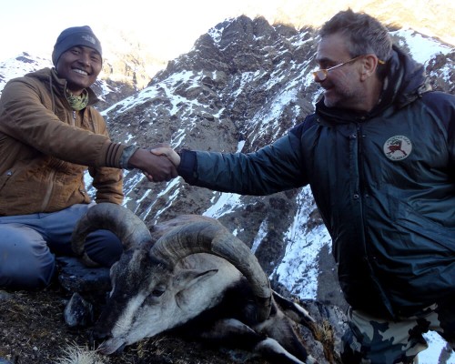 Blue Sheep Hunting In Nepal