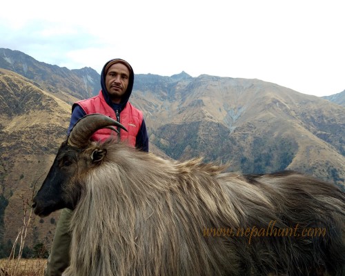 Himalayan Tahr Nepal