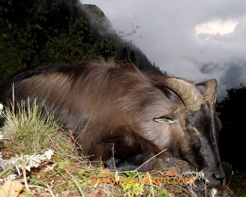 Nepal Himalayan Tahr Hunting