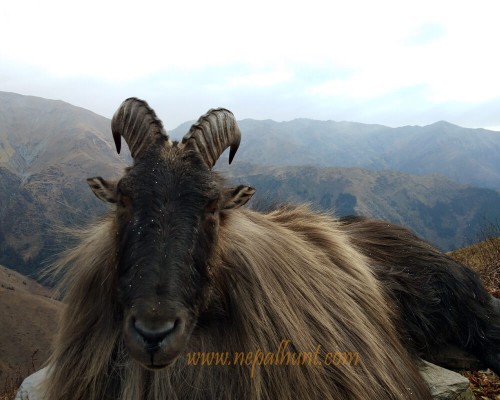 Nepal Himalayan Tahr